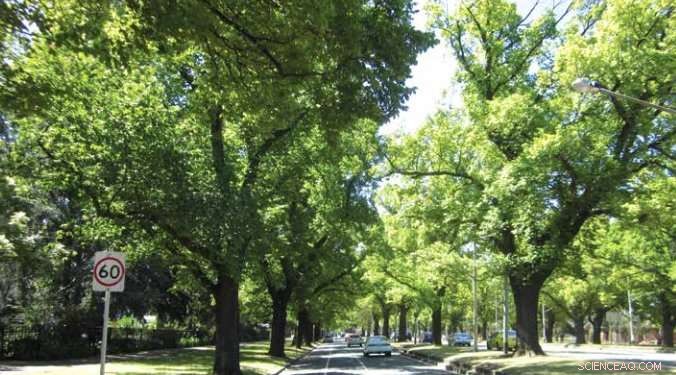 Millions of Urban Trees Endangered by Rising Temperatures