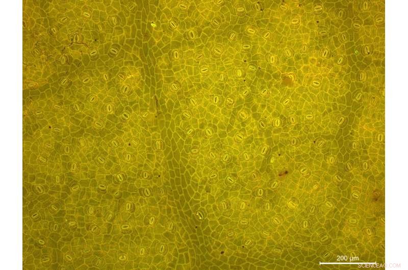 New Study Solves Prehistoric CO₂ Mystery, Linking Ancient Levels to Modern Global Warming