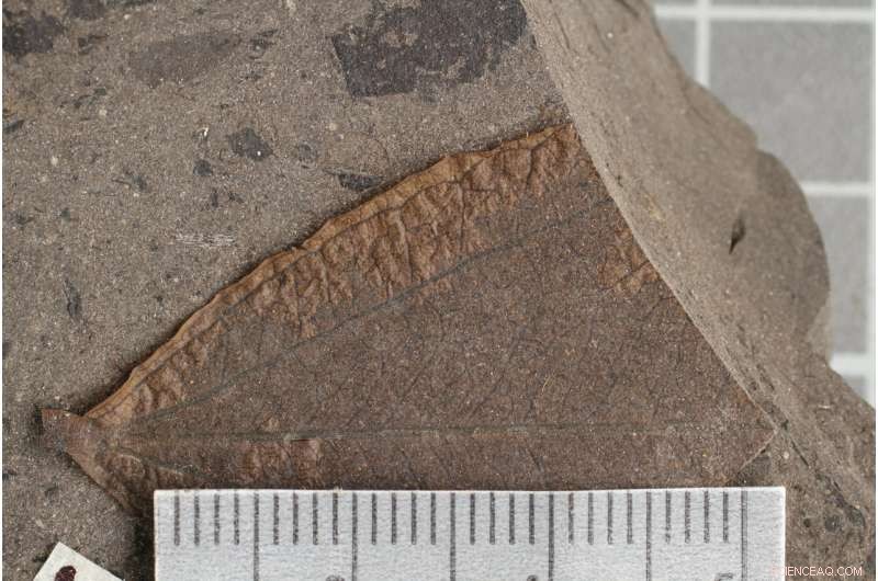 New Study Solves Prehistoric CO₂ Mystery, Linking Ancient Levels to Modern Global Warming