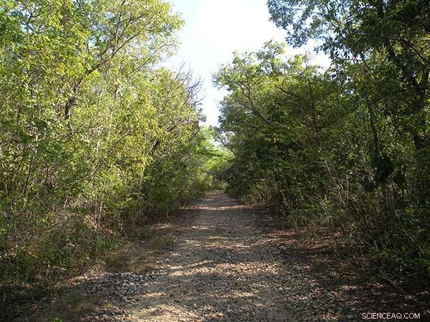 How Hurricanes Shape Puerto Rico s Dry Forest Ecosystems