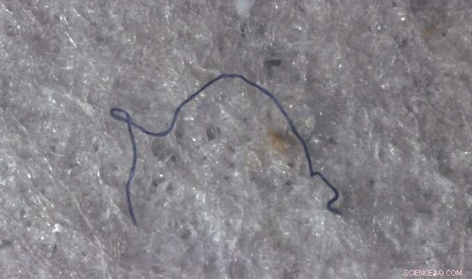 New Study Reveals Plastic and Synthetic Fibres in the Deepest Ocean Species