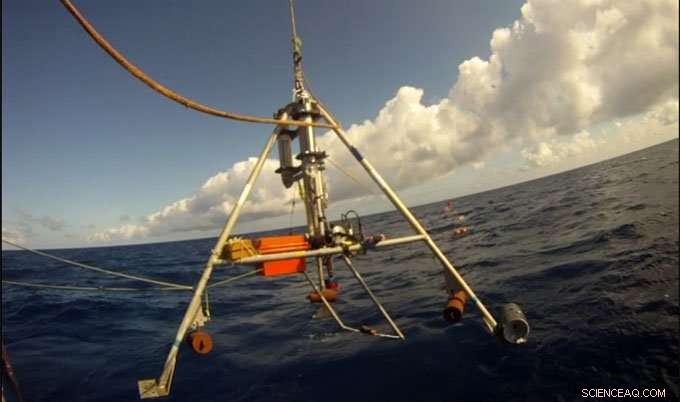 New Study Reveals Plastic and Synthetic Fibres in the Deepest Ocean Species