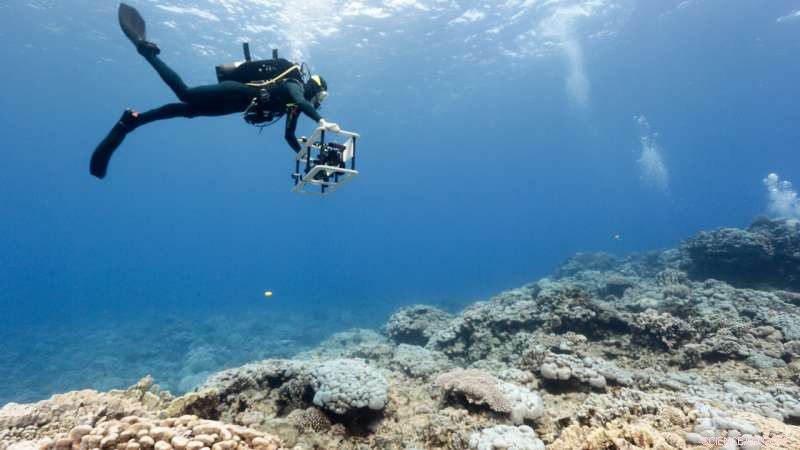 Scientists Use Photomosaic Technology to Map Order in Coral Reef Chaos