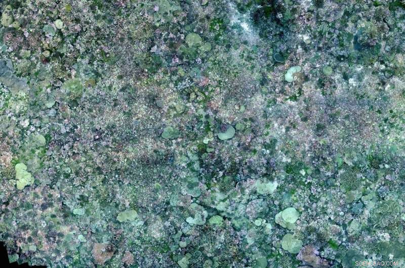 Scientists Use Photomosaic Technology to Map Order in Coral Reef Chaos