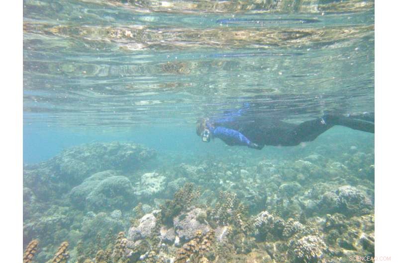 Study Urges Global-Change Researchers to Embrace Variability