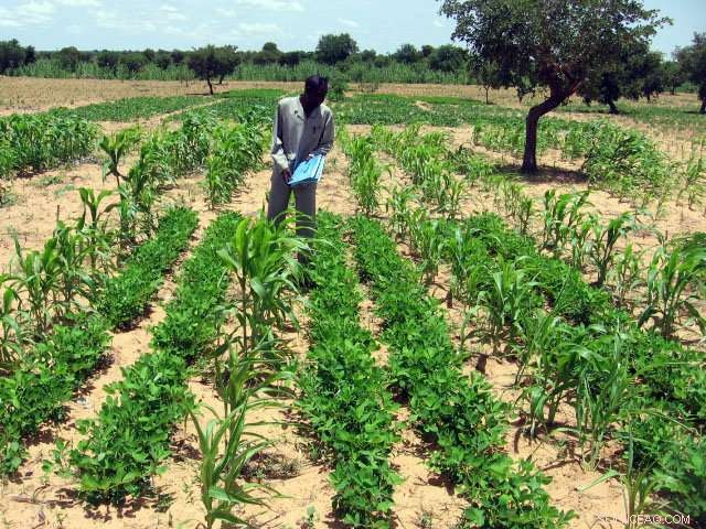 Enhancing Sahel Agriculture: Intercropping Sorghum and Groundnut for Higher Yields and Resilience