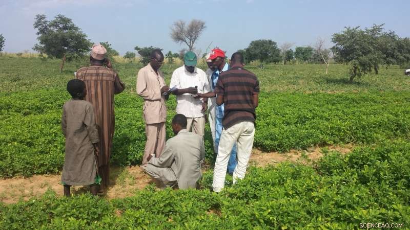 Enhancing Sahel Agriculture: Intercropping Sorghum and Groundnut for Higher Yields and Resilience