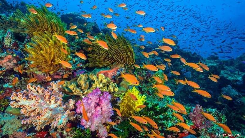 Can We Stop the Coral Reef Crisis? Exploring Viable Solutions