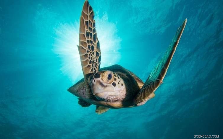 Can We Stop the Coral Reef Crisis? Exploring Viable Solutions