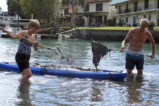 Farm Runoff Fuels Algal Plague in Lake Erie