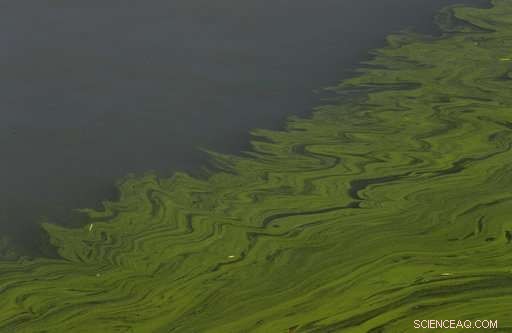 Farm Runoff Fuels Algal Plague in Lake Erie
