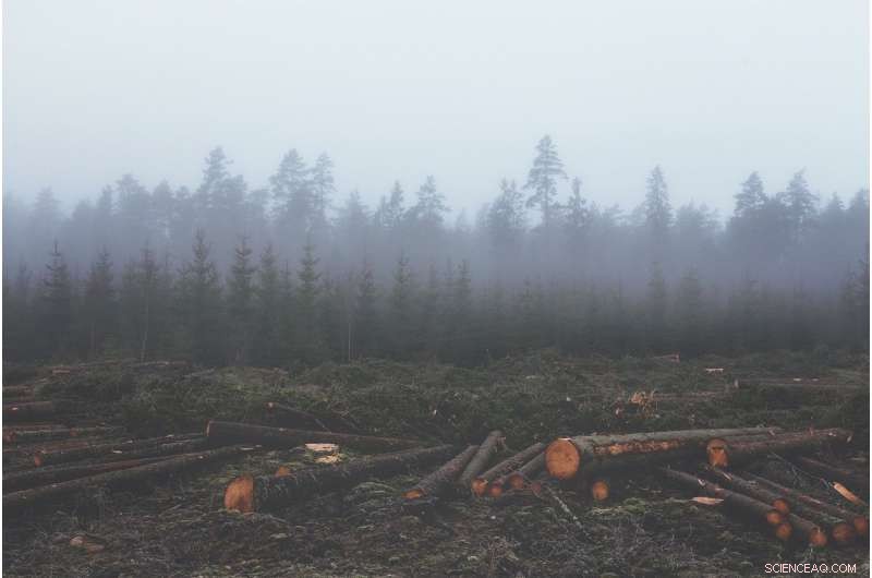 Quantifying the Carbon Impact of Global Deforestation