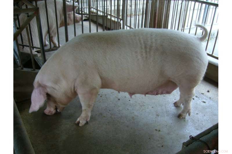 Microbial Fuel Cells Clean Okinawan Pig Farm Wastewater
