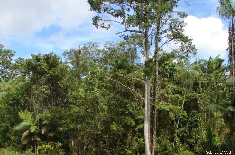 Amazonian Streams Rich in Fish Species Lack Adequate Protection