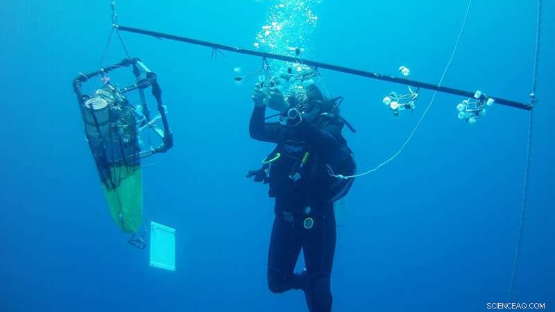 New Study Reveals Feeding Habits of Tiny Ocean Creatures and Their Impact on Marine Food Chains