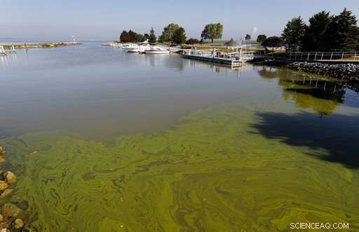 Algae Outbreak Casts Doubt on Voluntary Runoff Prevention Efforts