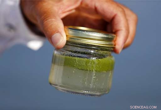 Algae Outbreak Casts Doubt on Voluntary Runoff Prevention Efforts