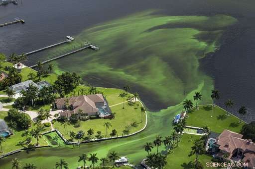 Algae Outbreak Casts Doubt on Voluntary Runoff Prevention Efforts