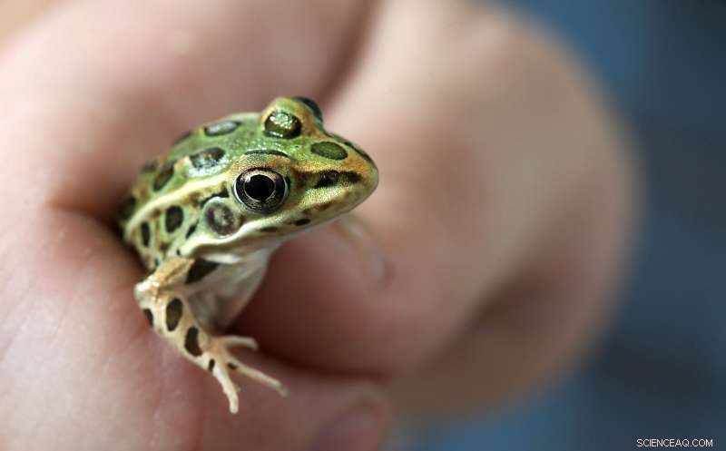 Chemical Contaminants Hamper Amphibian Growth, New Study Finds