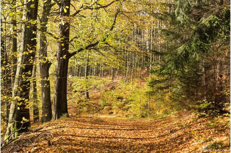 How Climate Change Amplifies the Critical Role of Forest Biodiversity