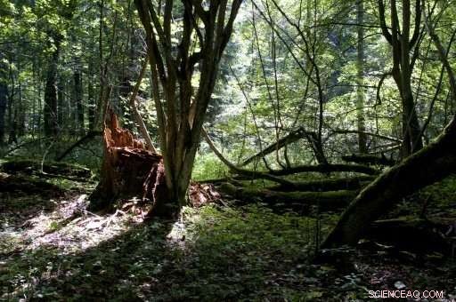 EU Court Warns Poland of Severe Fines for Logging in Białowieża Forest