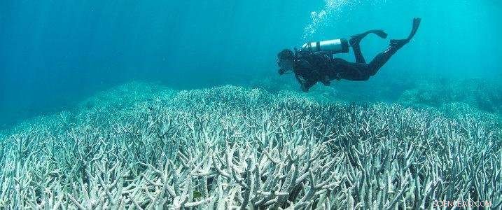 New Study Reveals Limitations of Substituting Symbionts in Coral Reefs