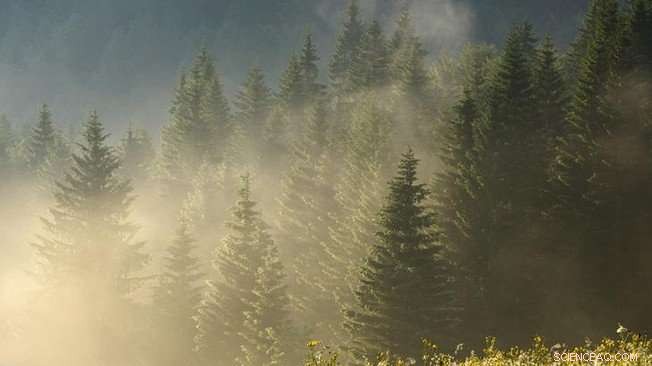 European Forests Adapt to Climate Change: EPFL Research Insights