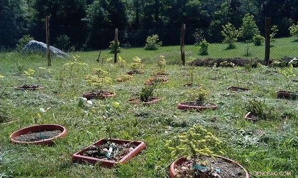 European Forests Adapt to Climate Change: EPFL Research Insights