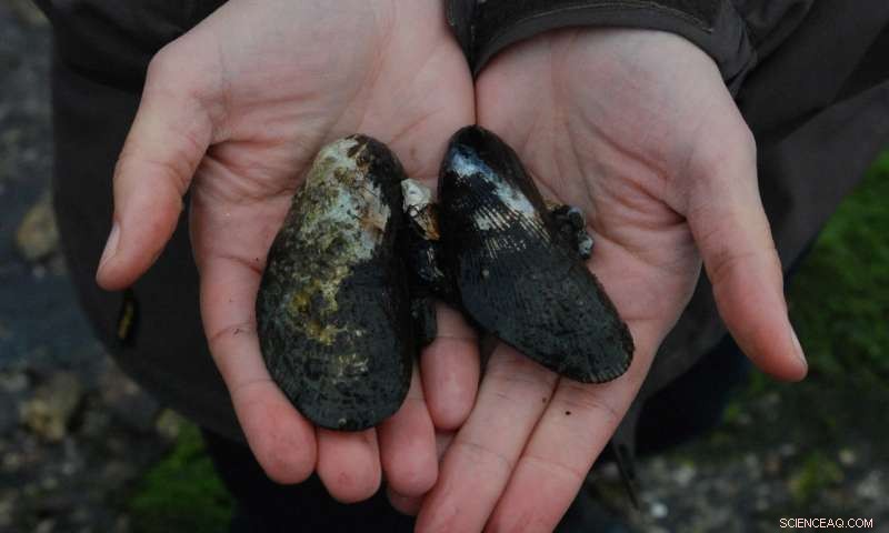 Ribbed Mussels: A Natural Solution to Enhance Urban Estuary Water Quality