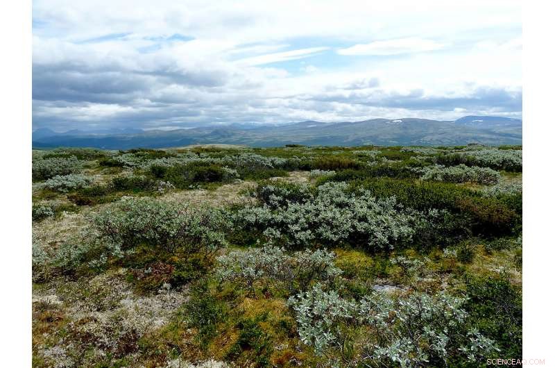 Meadows Capture More Carbon Than Shrubs, New Study Shows