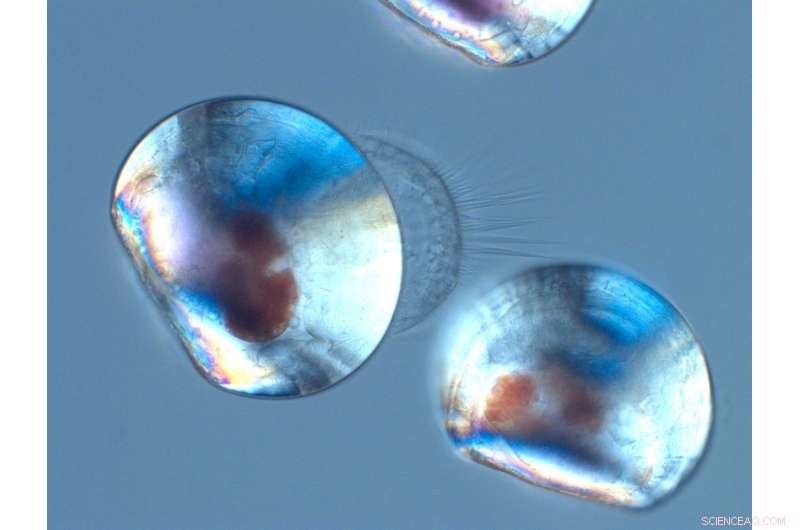 Early Life Stages of Mussels Vulnerable to Ocean Acidification