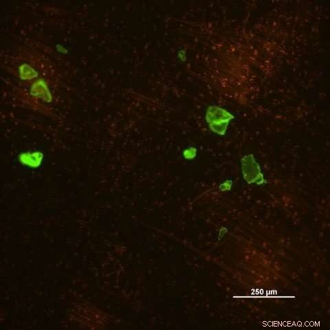Revealing the Hidden 99% of Ocean Microplastics with Fluorescent Dye
