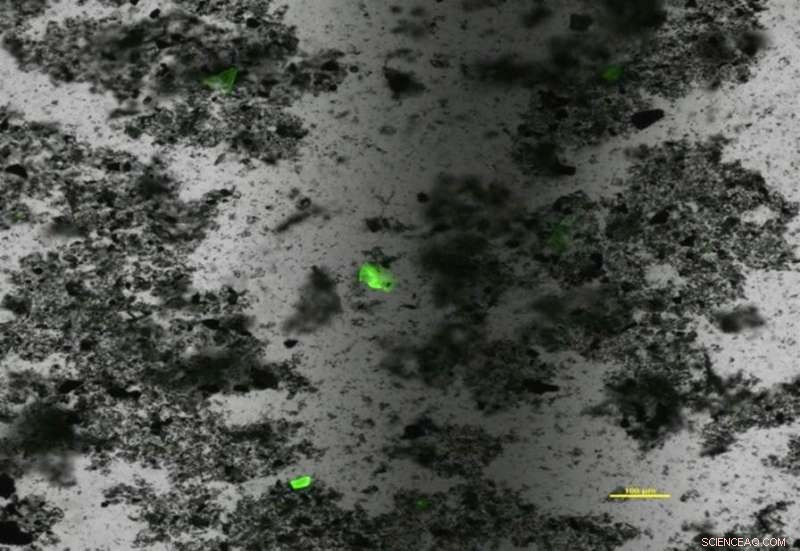 Revealing the Hidden 99% of Ocean Microplastics with Fluorescent Dye