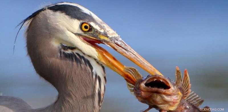 Seabird Mercury Levels Decline as Diets Shift, Not Emission Controls