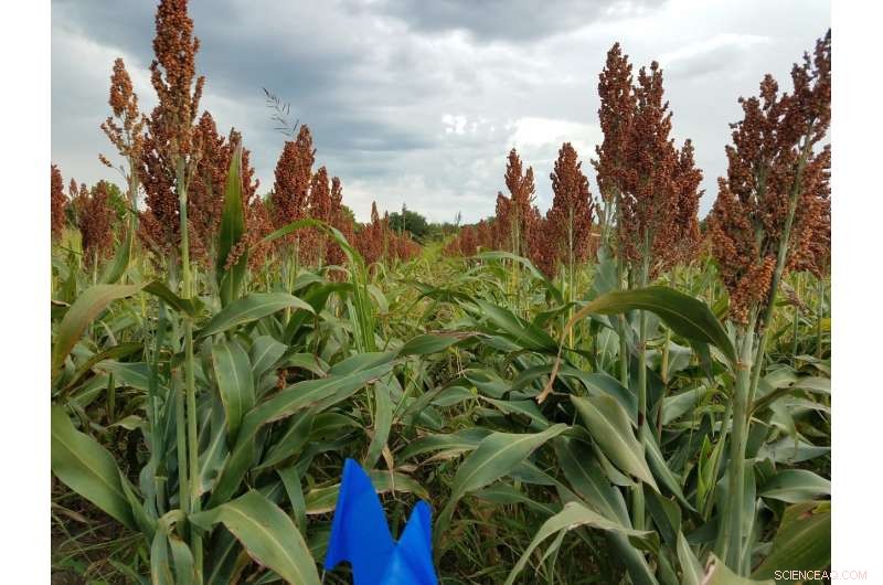 Texas A&M Reveals Key Production Guidelines from One-Year Organic Grain & Soybean Study