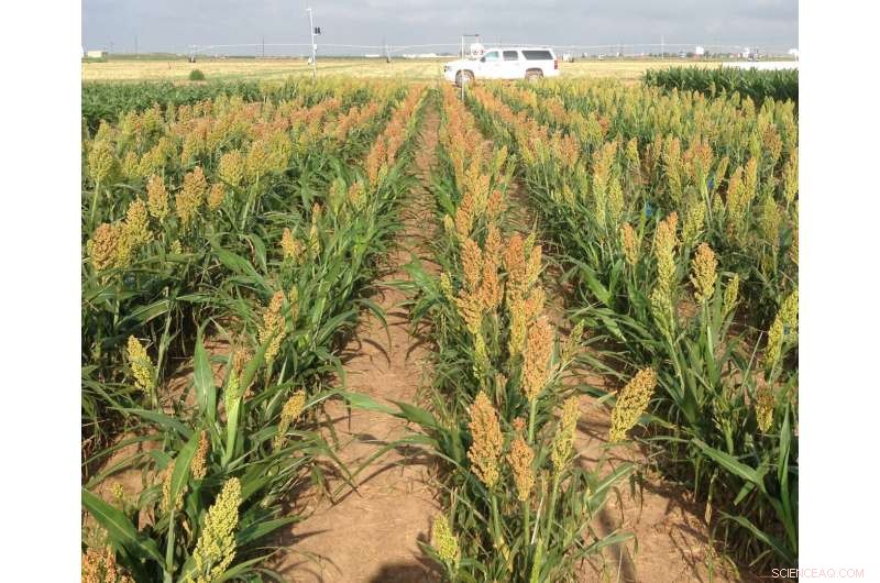 Drought‑Resistant Hybrids and Efficient Water Use: The Cornerstones of Dryland Crop Success