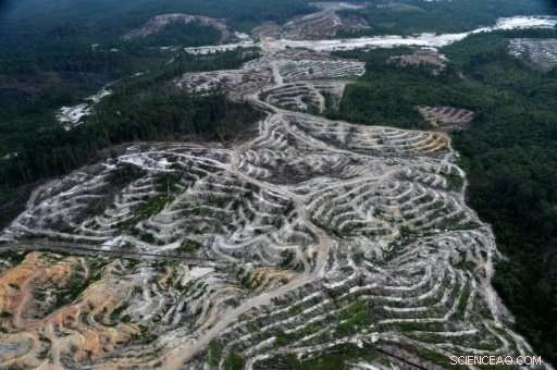 Greenpeace Criticizes Indonesia s Palm Oil Sector for Deforestation