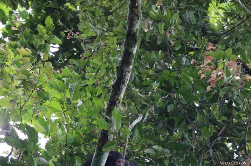 Long‑Term Logging Study Reveals Significant Effects on Chimpanzees and Gorillas in the Republic of Congo