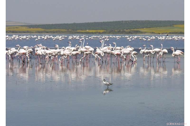 Greater Flamingos Enhance Microbial Filtration of Organic Matter in Saline Wetlands