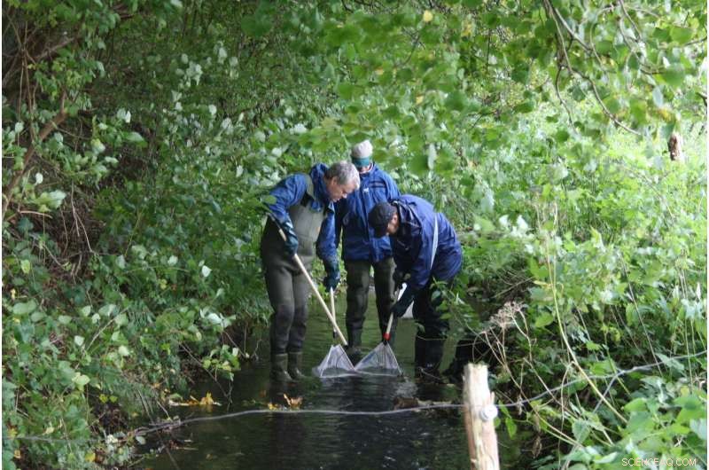 Scientists Confirm Reversal of Male Trout Feminization in Denmark