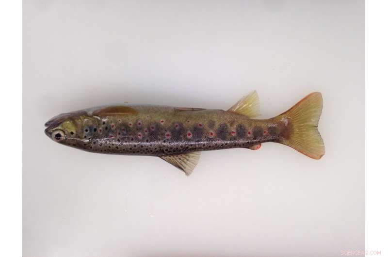 Scientists Confirm Reversal of Male Trout Feminization in Denmark