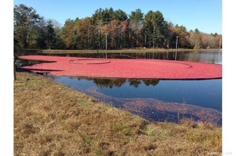 Cranberry Growers Raise Alarms Over Rising Phosphorus Levels