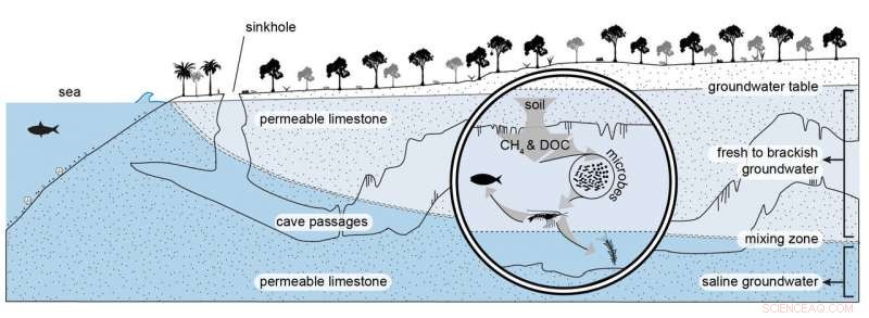 New Study Uncovers Methane-Powered Ecosystem in Yucatan Peninsula s Flooded Caves