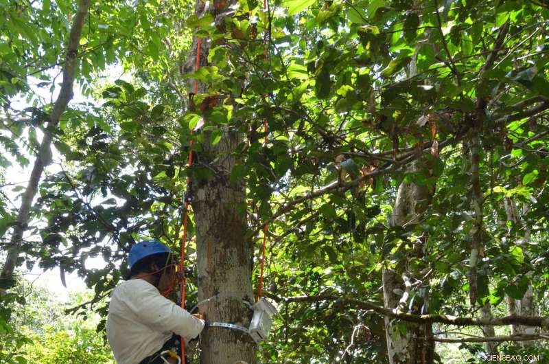 Radar Satellites Measure Tree Water Stress, Advancing Ecosystem Insight