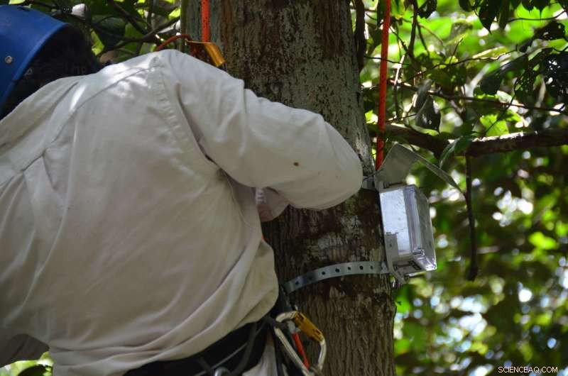Radar Satellites Measure Tree Water Stress, Advancing Ecosystem Insight