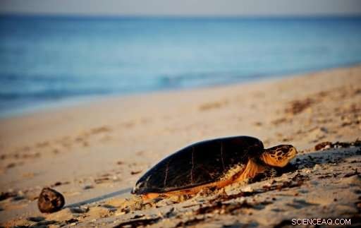 Sea Turtles  Tragic Journey: From Gourmet Menus to Plastic‑Infested Oceans