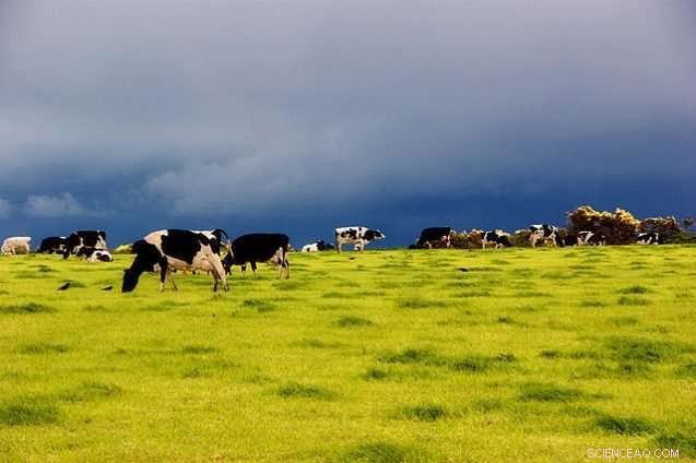 Save the Planet: Reduce Beef Consumption Today