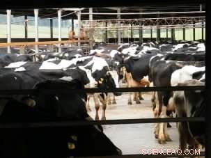 Save the Planet: Reduce Beef Consumption Today