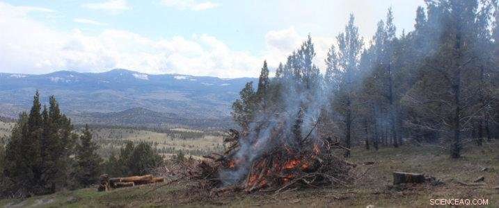 Ember Research Reveals Smallest Branches Deliver Fastest, Most Lethal Fire Spread