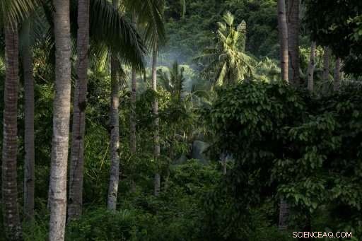 Philippine Rangers Battle Illegal Logging to Protect Palawan’s Forests